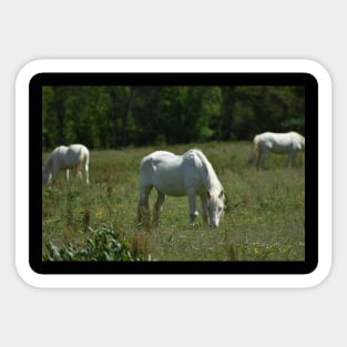 Wild Horse Sticker